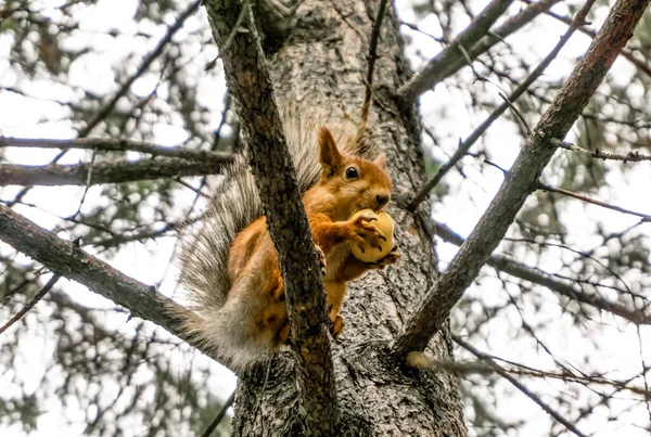 Rotes Eichhörnchen Auf Einer Kiefer Das Einen Apfel Isst — Stockfoto