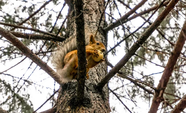 Rotes Eichhörnchen Auf Einer Kiefer Das Einen Apfel Isst — Stockfoto
