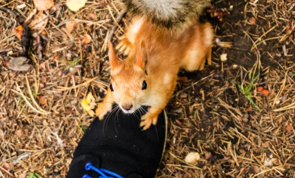 Rotes Eichhörnchen Auf Dem Boden Das Nach Oben Schaut — Stockfoto