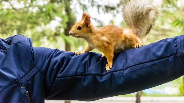 Rotes Eichhörnchen Sitzt Auf Der Hand Des Mannes — Stockfoto