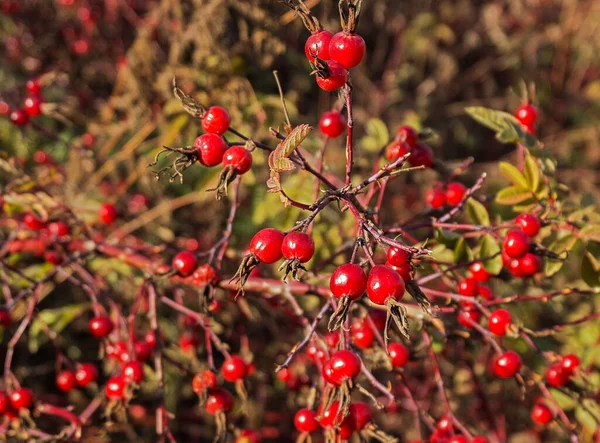 Reife Rote Hundsrose Auf Einem Strauch Herbst — Stockfoto