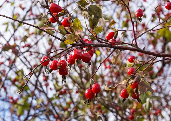 Reife Rote Hundsrose Auf Einem Strauch Herbst — Stockfoto