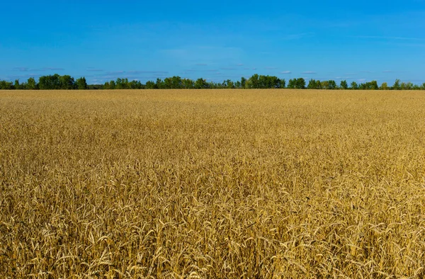 Ripe Wheat Field Landscape — Stock Photo, Image