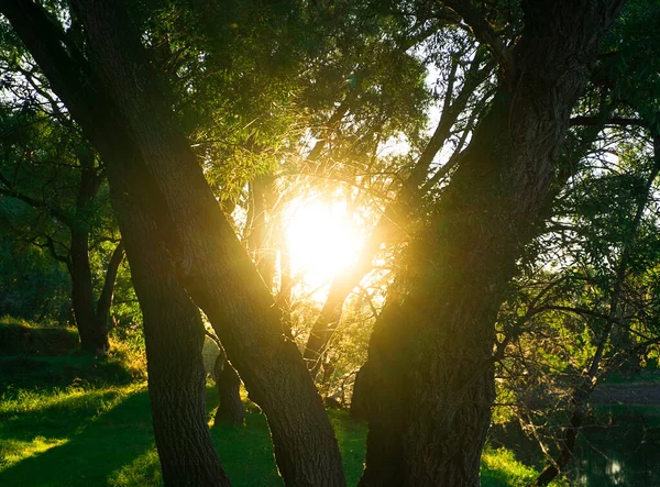 Güneş, ağaçların arasından doğar.