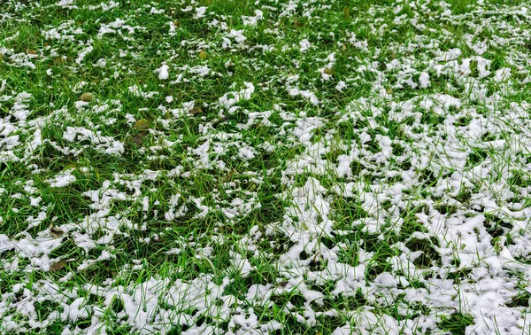 Der Erste Schnee Auf Dem Grünen Gras Herbst Winter Frühling — Stockfoto