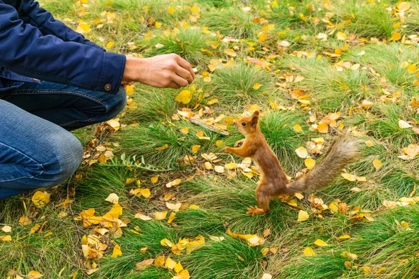 Σκίουρος Τρώει Σπόρους Καρύδια Από Χέρι Ενός Ανθρώπου — Φωτογραφία Αρχείου