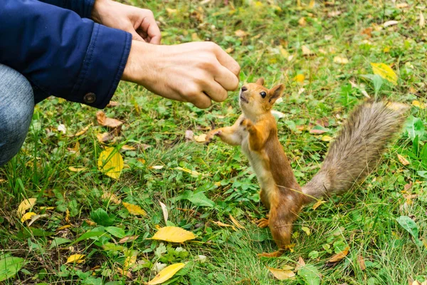 Das Eichhörnchen Frisst Samen Nüsse Aus Der Hand Eines Mannes — Stockfoto