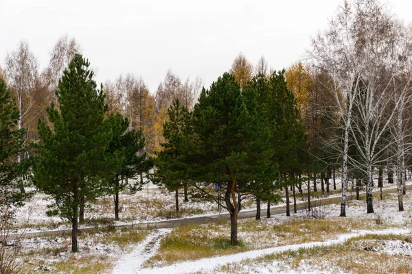 겨울에 공원에 나무와 소나무 — 스톡 사진
