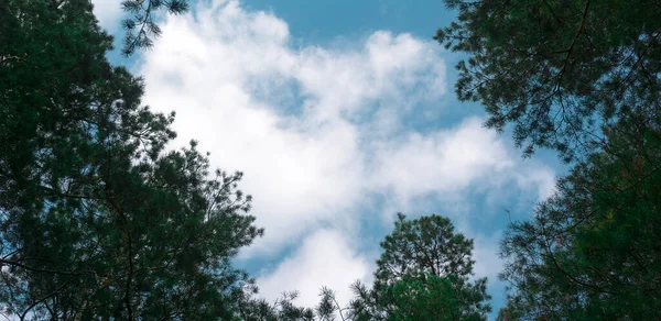 trees and pines view from below into the sky