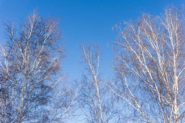 Stromy Modré Obloze Pozadí Zimní Lesní Krajině Větve Stromů Pohled — Stock fotografie