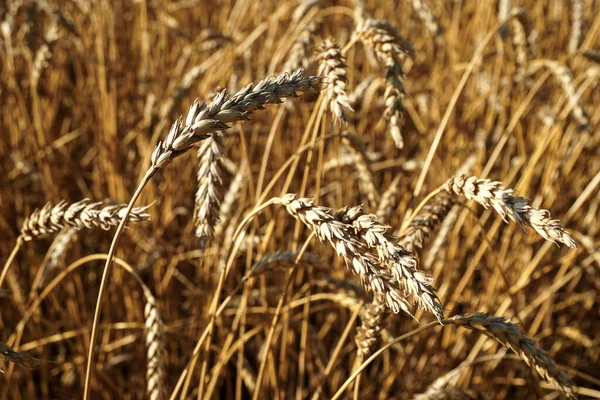 熟した小麦の耳 ロイヤリティフリーのストック写真