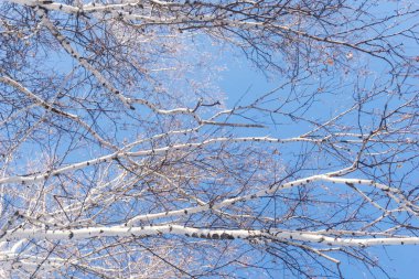 Kış ormanlarının arka planında mavi gökyüzündeki ağaçlar, ağaçların dalları yukarıdan yukarıya bakıyor, kışın çıplak huş ağaçları.