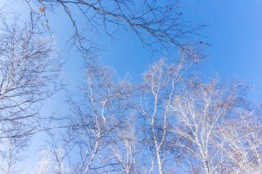 Kış ormanlarının arka planında mavi gökyüzündeki ağaçlar, ağaçların dalları yukarıdan yukarıya bakıyor, kışın çıplak huş ağaçları.