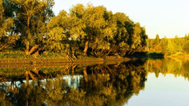 Su manzarasında yansımaları olan ağaçlar.