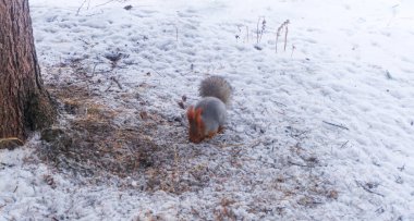 Beyaz ve kırmızı sincap kışın parka kar yağar.