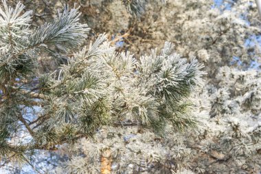 Kar örtüsünün altında ladin dalları, beyaz zemin üzerinde karla kaplı köknar dalı, ebediyen yeşil ladin ağacı bembeyaz kar üzerinde taze kar, köknar dalı, kış