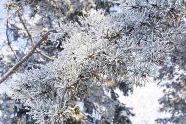 Kar örtüsünün altında ladin dalları, beyaz zemin üzerinde karla kaplı köknar dalı, ebediyen yeşil ladin ağacı bembeyaz kar üzerinde taze kar, köknar dalı, kış