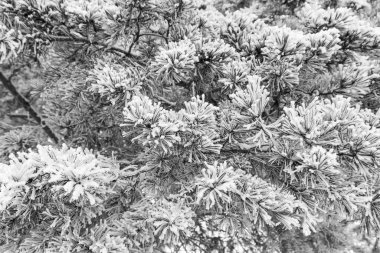 Kar örtüsünün altında ladin dalları, beyaz zemin üzerinde karla kaplı köknar dalı, ebediyen yeşil ladin ağacı bembeyaz kar üzerinde taze kar, köknar dalı, kış