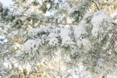 Kar örtüsünün altında ladin dalları, beyaz arka planda izole edilmiş köknar dalları, beyazda taze kar, karla kaplı köknar dalları, kış ormanı