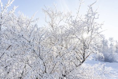 Mavi gökyüzüne karla kaplı ağaçların tepesinde, ormanın arka planında donmuş ağaçlar, beyaz karla kaplanmış ağaç dalları, dağlarda kış sabahı, karla kaplı ağaç dalları