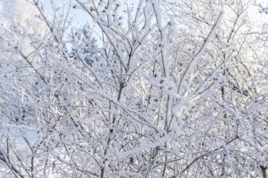 Mavi gökyüzüne karla kaplı ağaçların tepesinde, ormanın arka planında donmuş ağaçlar, beyaz karla kaplanmış ağaç dalları, dağlarda kış sabahı, karla kaplı ağaç dalları