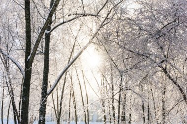 Kış ormanı güneşli bir günde, kış manzarası, kış ormanı açık bir soğukta, huş ağacı beyaz karla kaplı bir parkta.