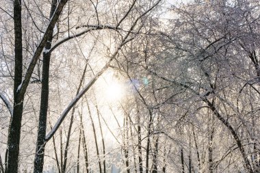 Kış ormanı güneşli bir günde, kış manzarası, kış ormanı açık bir soğukta, huş ağacı beyaz karla kaplı bir parkta.