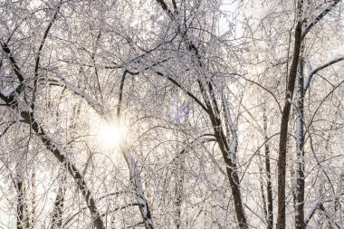 Kış ormanı güneşli bir günde, kış manzarası, kış ormanı açık bir soğukta, huş ağacı beyaz karla kaplı bir parkta.