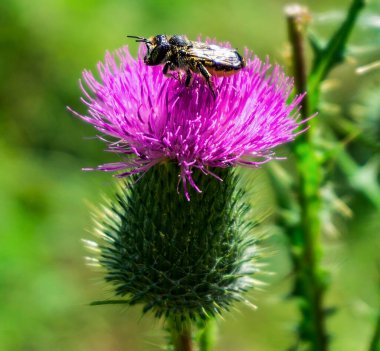 Arı çiçek tarlasında