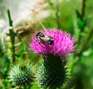 Arı çiçek tarlasında