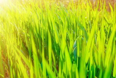 Çayırdaki yeşil çimenler Güneş ışınları altında, yakın plan