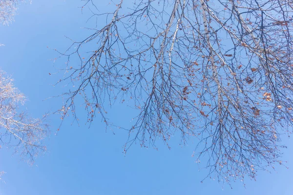 Bäume Vor Blauem Himmel Einer Winterlichen Waldlandschaft Äste Von Bäumen — Stockfoto