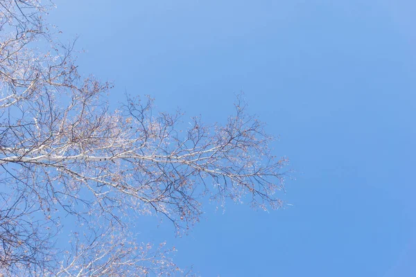 Bäume Vor Blauem Himmel Einer Winterlichen Waldlandschaft Äste Von Bäumen — Stockfoto