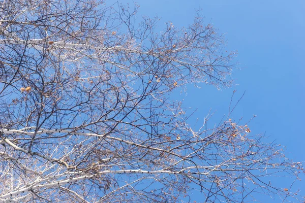 Árvores Fundo Céu Azul Uma Paisagem Floresta Inverno Ramos Árvores — Fotografia de Stock