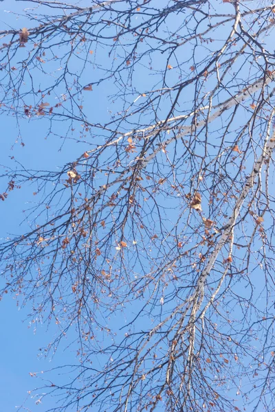 在蓝天背景上的树木在冬季的森林景观中 树枝从下面往上看 冬季光秃秃的桦树 — 图库照片