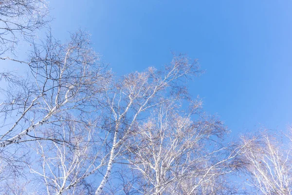 Bäume Vor Blauem Himmel Einer Winterlichen Waldlandschaft Äste Von Bäumen — Stockfoto