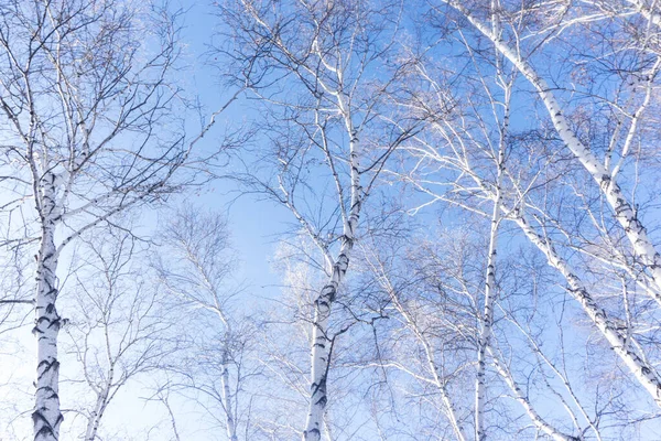 Árvores Fundo Céu Azul Uma Paisagem Floresta Inverno Ramos Árvores — Fotografia de Stock