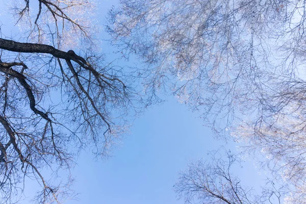 겨울의 풍경을 배경으로 하늘을 배경으로 나무들 가지들이 위에서 바라보고 겨울에는 — 스톡 사진