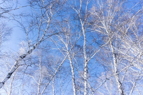在蓝天背景上的树木在冬季的森林景观中 树枝从下面往上看 冬季光秃秃的桦树 — 图库照片