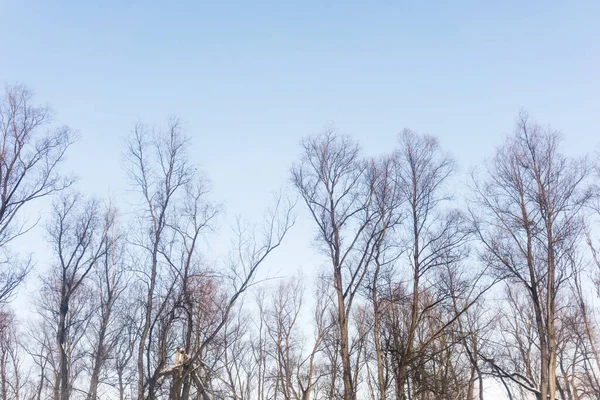 Árvores Fundo Céu Azul Uma Paisagem Floresta Inverno Ramos Árvores — Fotografia de Stock