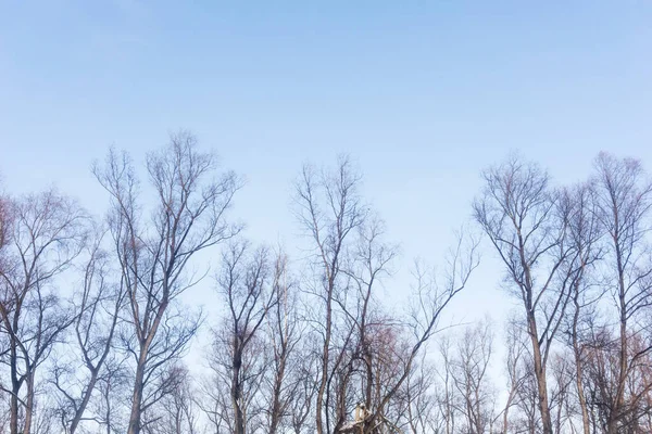 Bäume Vor Blauem Himmel Einer Winterlichen Waldlandschaft Äste Von Bäumen — Stockfoto