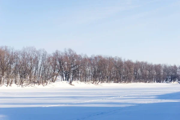 Kış ormanı manzarasında mavi gökyüzünde ağaçlar, kışın çıplak huş ağaçları.
