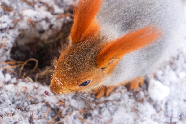 Weißes Und Rotes Eichhörnchen Winterschnee Park — Stockfoto