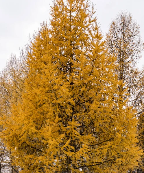 Yellow Crowns Christmas Trees Golden Pines Winter Forest Background Winter — Stock Photo, Image