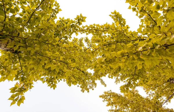 Corona Gialla Vista Alberi Dal Basso Verso Cielo Corona Gialla — Foto Stock