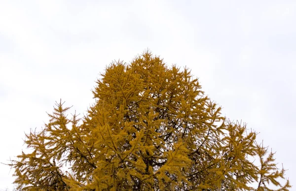 クリスマスツリーの黄色の冠 冬の森の背景にある黄金の松 冬の公園 黄色のモミ トウヒ 下からの眺め — ストック写真