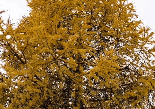 圣诞树的黄色冠冕 冬季森林背景中的金松 冬季公园 从下往上看 — 图库照片