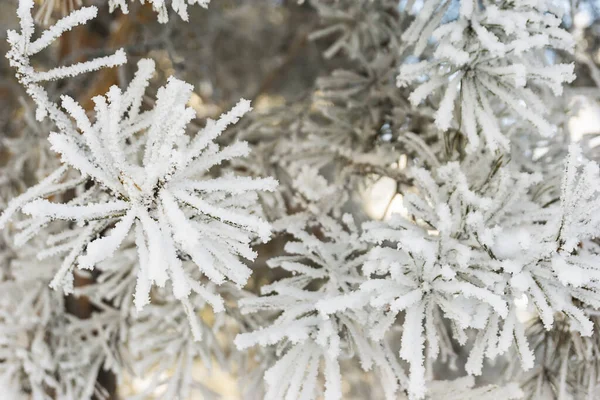 Gałęzie Świerkowe Pod Pokrywką Śniegu Gałąź Jodły Śniegu Odizolowana Białym — Zdjęcie stockowe