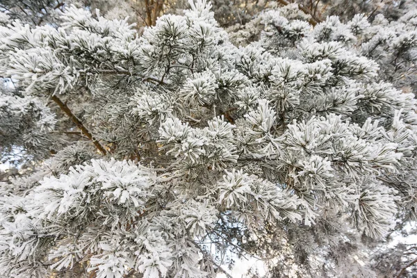 Smrkové Větve Pod Sněhovou Pokrývkou Jedle Sněhu Izolovaná Bílém Pozadí — Stock fotografie