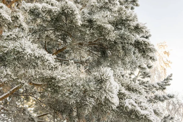 白雪覆盖下的云杉枝条 雪白背景下的冷杉枝条 白雪覆盖下的常青云杉树 雪白覆盖的冷杉枝条 — 图库照片